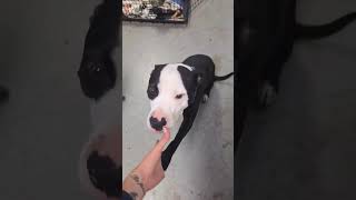 Video preview image #1 Mutt Puppy For Sale in Crystal, MN, USA