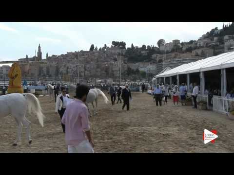 Senior Mares Championship