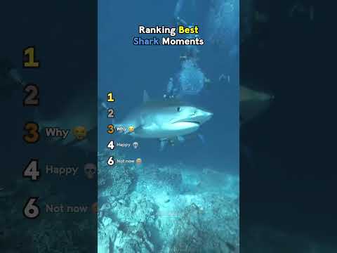 Ranking Best Shark Moments