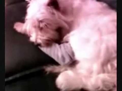 Blue eating socks, 1 minute