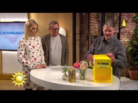Hur mycket vinner Daniel från Stockholm? - Nyhetsmorgon (TV4)