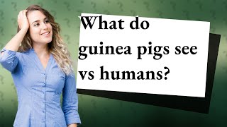What do guinea pigs see vs humans?