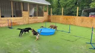 Video preview image #1 Labrador Retriever-Unknown Mix Puppy For Sale in The Woodlands, TX, USA