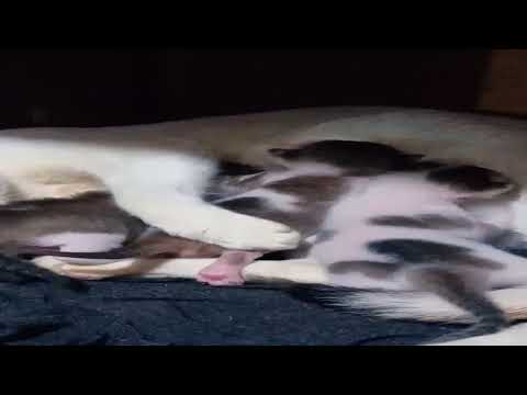 #ayashasheakh #yt #capcut #cat