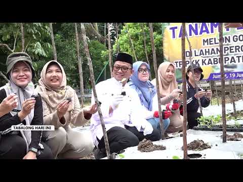 Bupati Tabalong Dan Istri Tanam Melon di Pekarangan Rumah, Dorong Ketahanan Pangan Keluarga