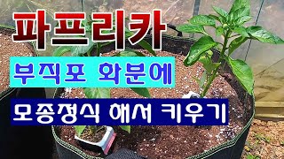 [텃밭농부 1,461]  부직포화분에 파프리카 재배하는 방밥. #파프리카재배