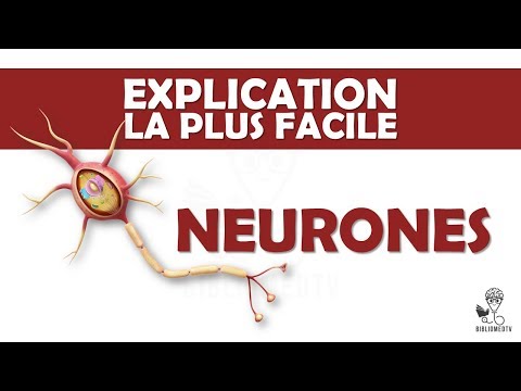 The easiest explanation - Neurons and Neuronal Transmission
