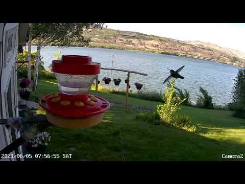 Anna's, Calliope, and Black-chinned Hummingbirds - June 5, 2021