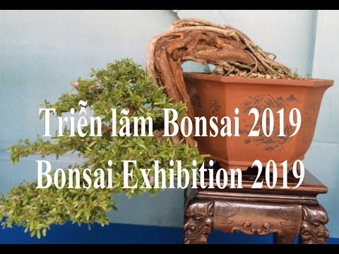 Triễn lãm Bonsai 2019 (3) - Bonsai Exhibition 2019 (3)