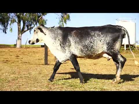 PRENHA DE EMBRIÃO - UBAY VILLEFORT - 8356-BB - 1/2 HOL X 1/2 GIR