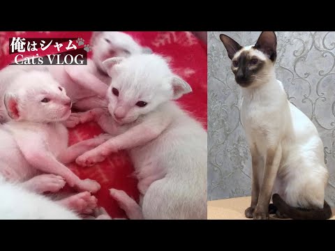 Siamese Kitten Growing Up Time Lapse - 1 Year in 8 Minutes