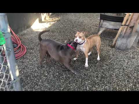 Ophelia- I like cats!, an adopted American Staffordshire Terrier & Shar-Pei Mix in Pasadena, CA_image-1