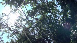 the trashcan sinatras 'in the music'