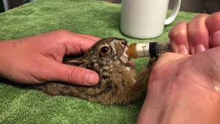 Orphaned baby Jackrabbit being fed at WildCare