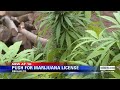 Company Hopes for Medical Marijuana License in Henagar