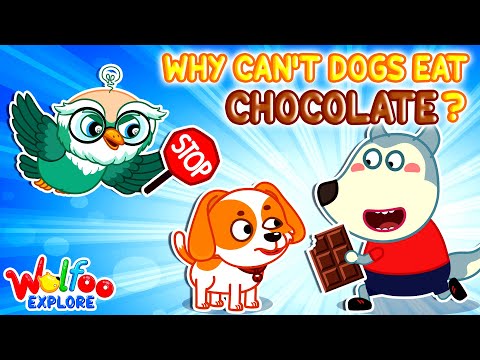Why Can't Dogs Eat Chocolate? 🐶 ❌🍫 🔍 Wolfoo Explore - Animals | Educational Videos for Kids