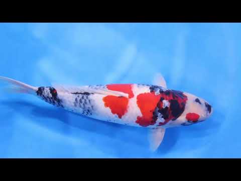 REF PREM-2327 Showa Toyota Dainichi