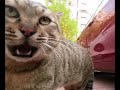 Cats Fight Meow Furiously