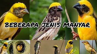 Download lagu TYPES OF WHITE BIRDS IN INDONESIA | WHITE BIRDS | GOLDEN HEAD WHITE BIRDS | GOLDEN WHITE BIRDS mp3 Download lagu TYPES OF WHITE BIRDS IN INDONESIA | WHITE BIRDS | GOLDEN HEAD WHITE BIRDS | GOLDEN WHITE BIRDS mp3