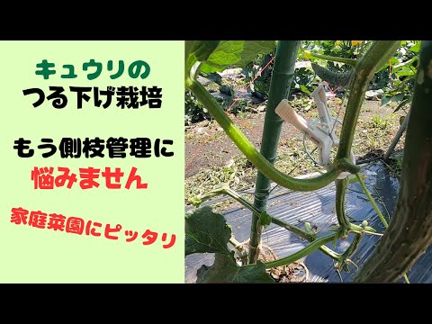 アケビ、つるキュウリ 植物