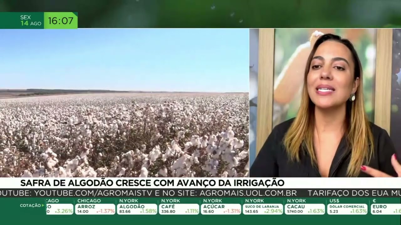 Safra de algodão cresce com avanço da irrigação