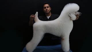 Groom Tv Br - German Clip (Poodle Standard) - Carlos Vilas Boas - Full HD #76