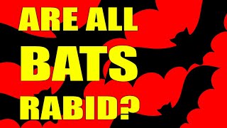 Are All Bats Rabid? The Truth about Vampire Bats and Rabies