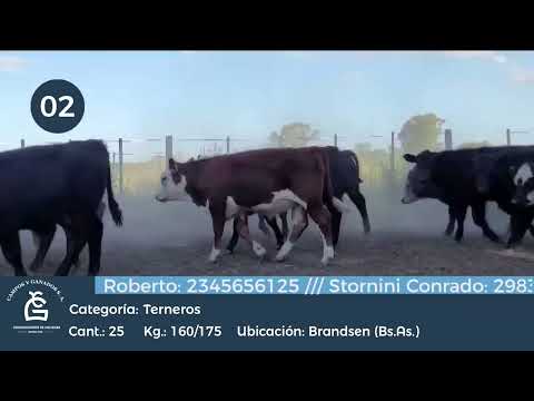 Lote Machos - Brandsen Bs As