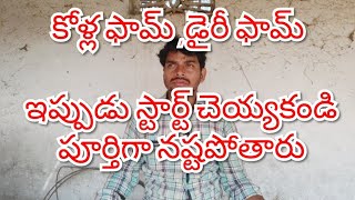 కోళ్ల ఫామ్  డైరీ ఫామ్  ఇప్పుడు పెట్టకండి Don&#39;t start poultry farm, dairy farm, complete failure