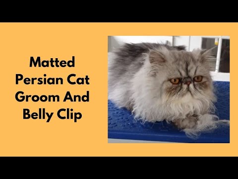 Matted Persian Cat Groom And Clip