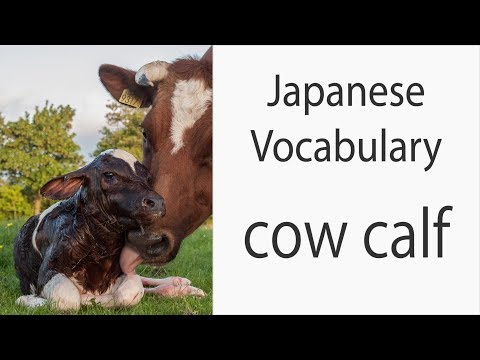 How to say "Calf" (cow) in Japanese