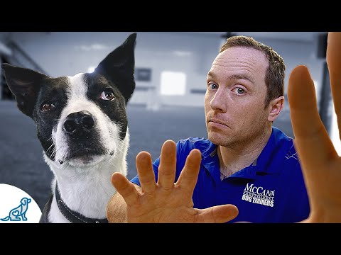 Want To Get A Rescue Dog? Watch THIS First!