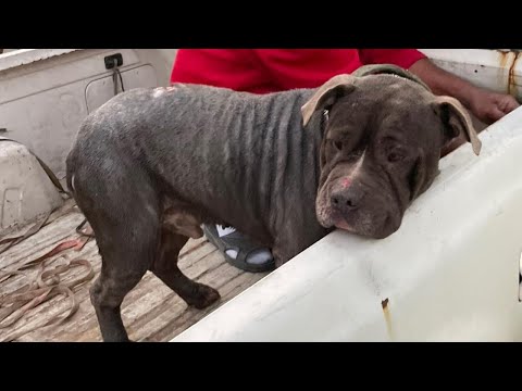 Pitbull thwacked by spades for attacking another dog | NEWS IN A MINUTE