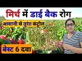 मिर्च की फसल में dieback कंट्रोल chilli dieback control management of chilli disease control