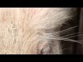 Cute Pig Close Up Van Varken
