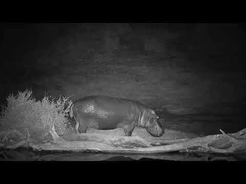 Djuma: Hippo leaving the pan - 04:09 - 07/25/19