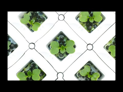 水楊木種植