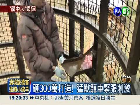 近距離餵食秀! 猛獸籠車驚聲尖叫