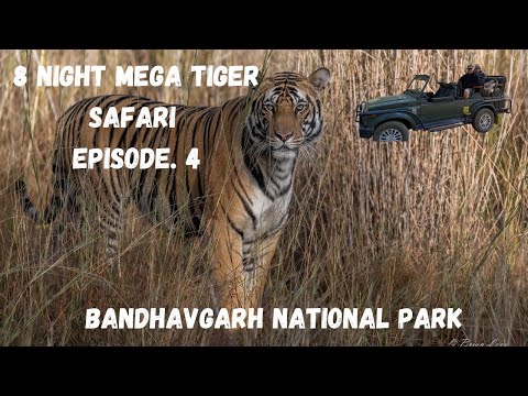 8 Night Mega Tiger Safari - Bandhavgarh National Park - Ep.4