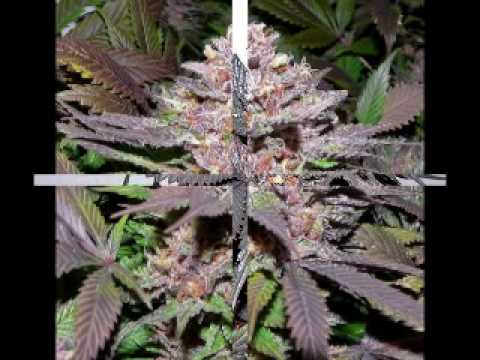 Heptones - Garden Of Life