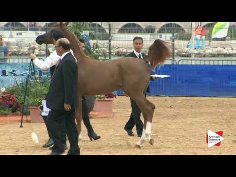 N.98 FANTASTYK - Menton 2016 - Yearling Colts (Class 6A)