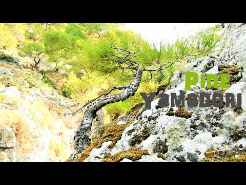 Pine Tree Yamadori Hunting at Waterfall Vol. 11 - Bonsai Inspiration From Greek Nature