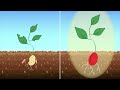 Syngenta SeedcareTM Helping Plants To Flourish