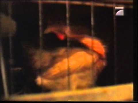 Tierrechte-Tierschutz  Pro7 - Die Reporter - Legebatterie