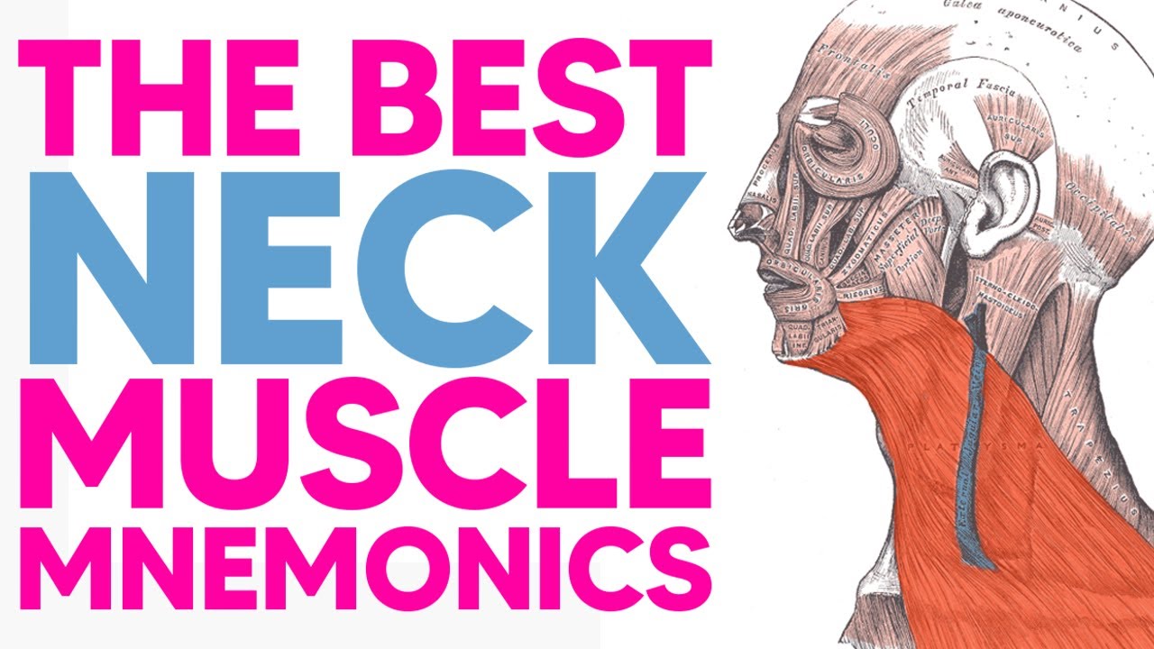 Anterior Neck Muscle Mnemonics (Including Suprahyoid & Infrahyoid Muscles)