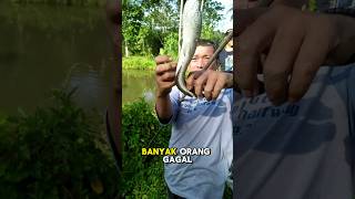 Download lagu Rahasia #1 Umpan Mancing Ikan Gabus yang Jarang Diketahui #mancing #umpanikangabus mp3 Download lagu Rahasia #1 Umpan Mancing Ikan Gabus yang Jarang Diketahui #mancing #umpanikangabus mp3