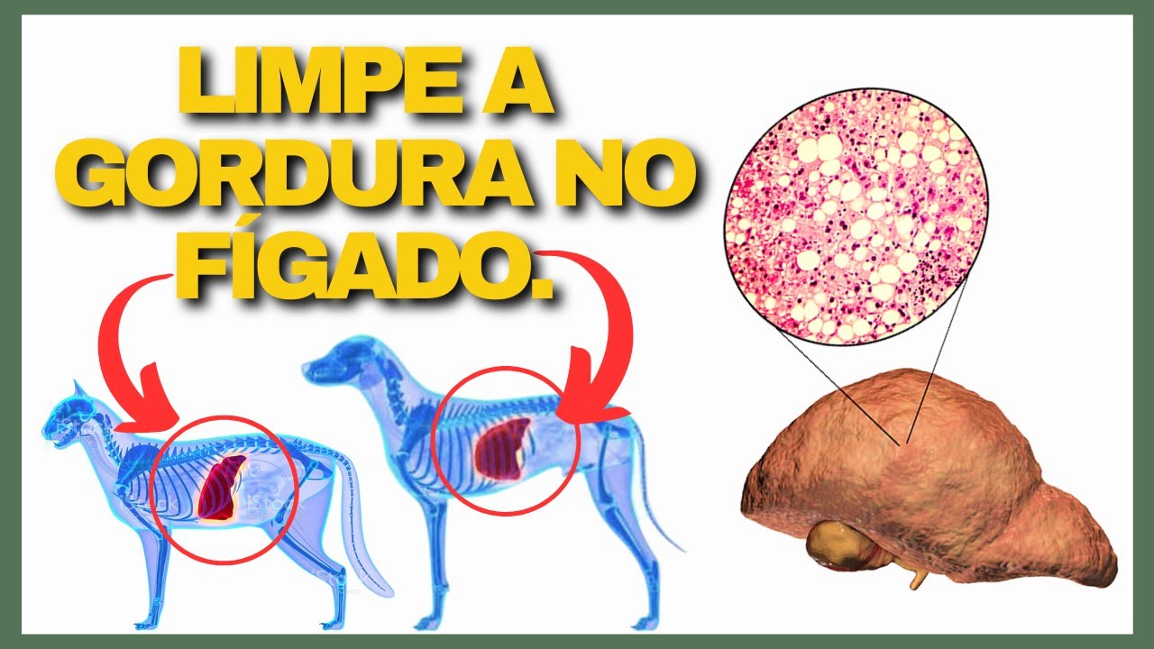 FAÇA ISSO PARA LIMPAR o Fígado do Seu Cachorro e Gato! Esteatose Hepática em Cães e Gatos.