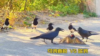 [問卦] 小學生被藍鵲攻擊...怎麼辦？