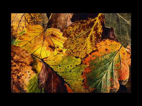 Lav Lewand - Stunning Autumn