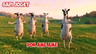 Download lagu Sapi joget | Sapi lucu bikin tertawa lagu pok ame ame mp3